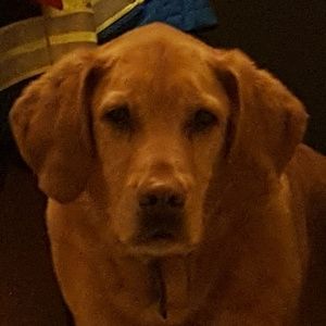 Meet your Posher, Ginger